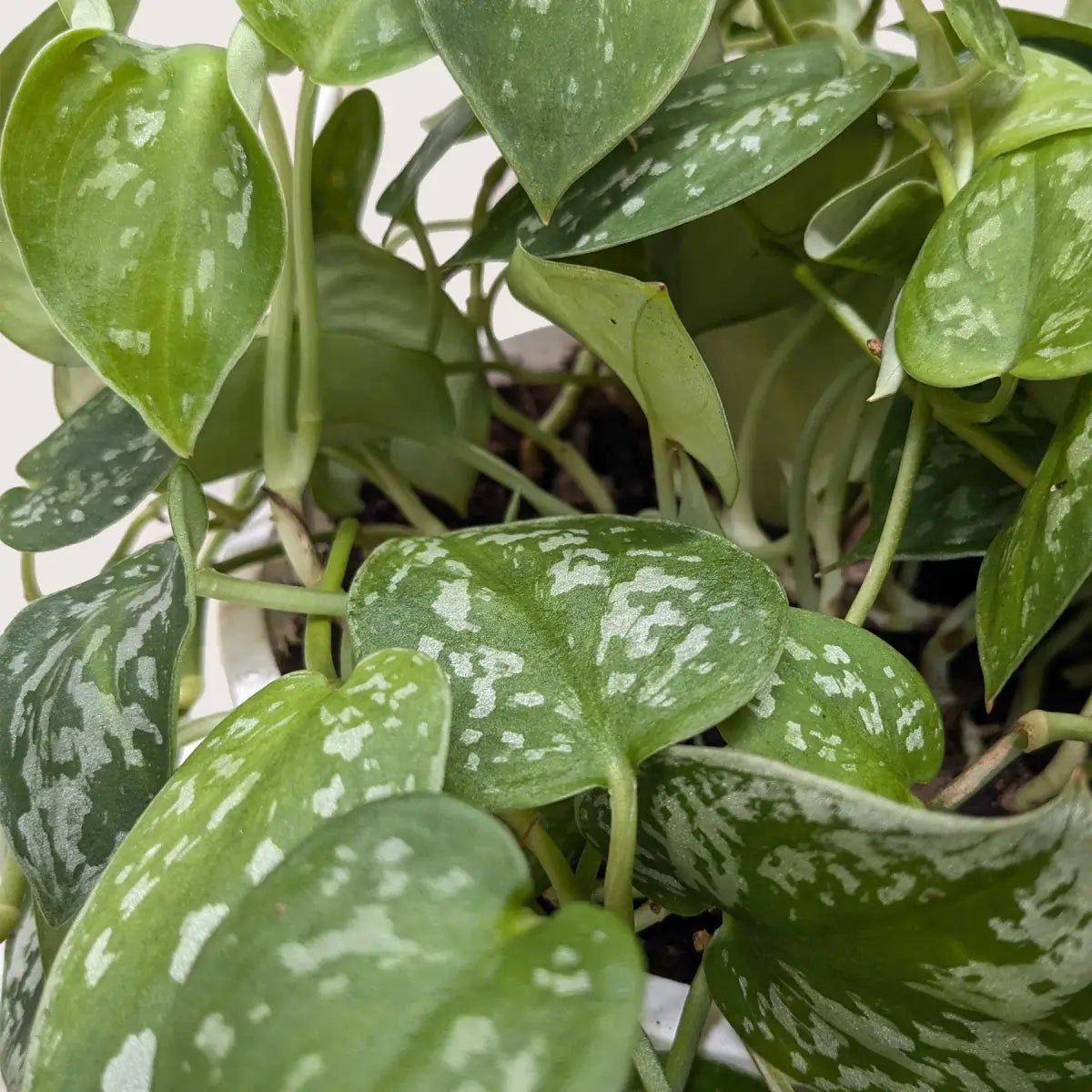 Pothos ’Satin’ Plant - 3’’ Pot / Nursery Pot - House Plant Shop