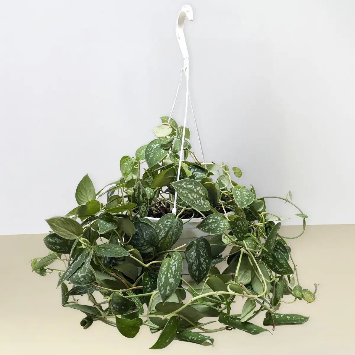 Pothos ’Satin’ Plant - House Plant Shop