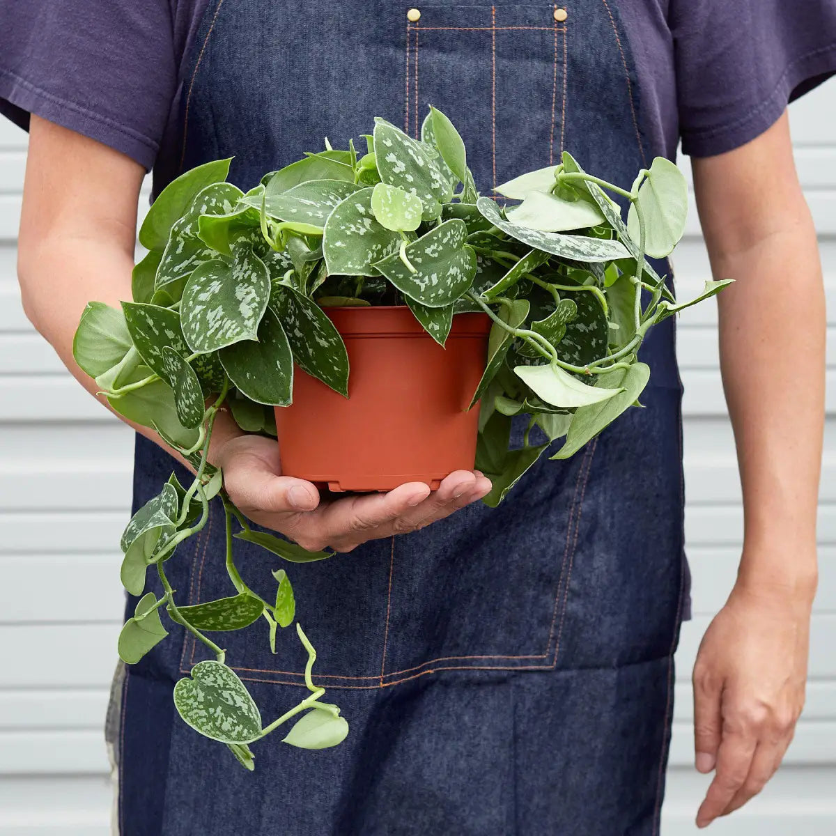 Pothos ’Satin’ Plant - House Plant Shop