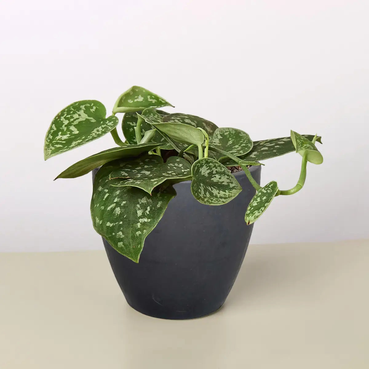 Pothos ’Satin’ Plant - House Plant Shop