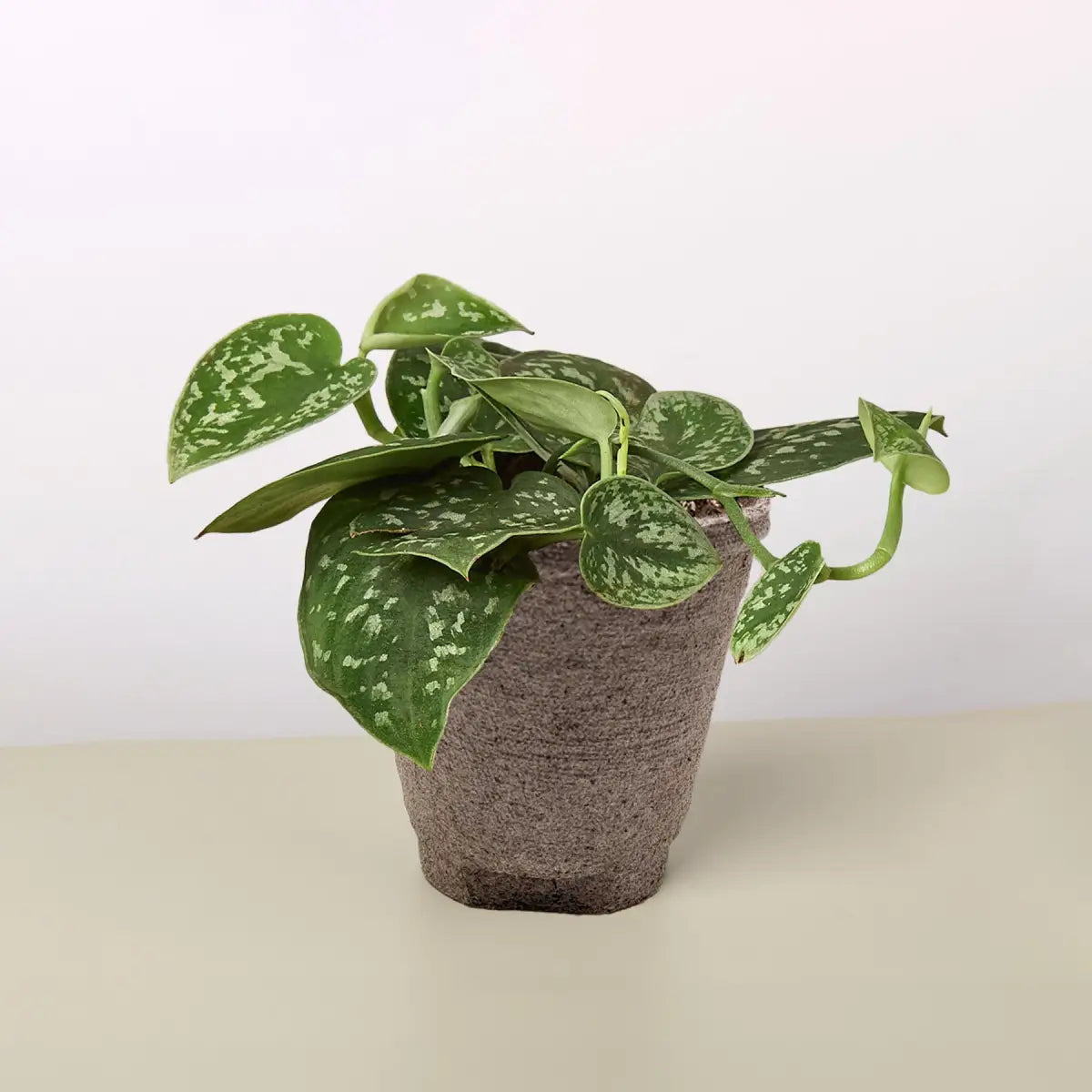 Pothos ’Satin’ Plant - House Plant Shop