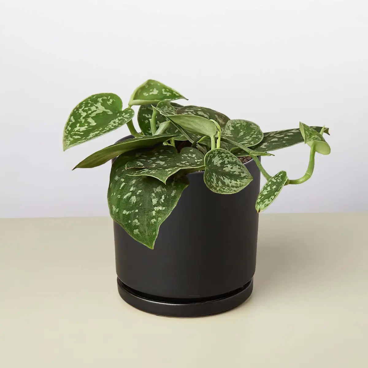 Pothos ’Satin’ Plant - House Plant Shop