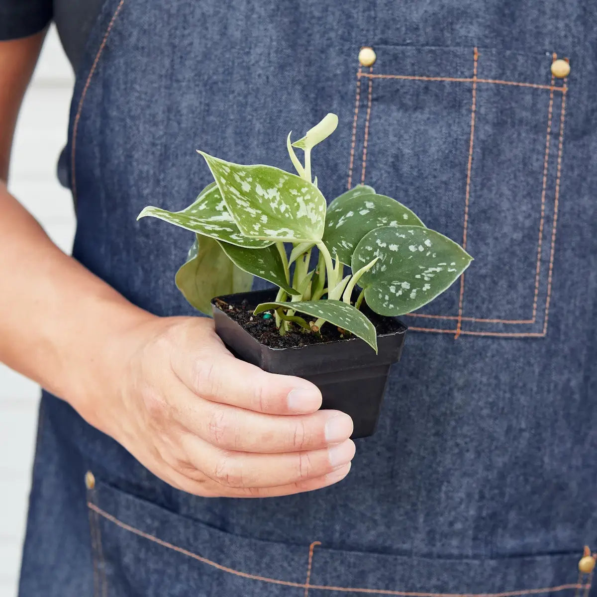 Pothos ’Satin’ Plant - House Plant Shop