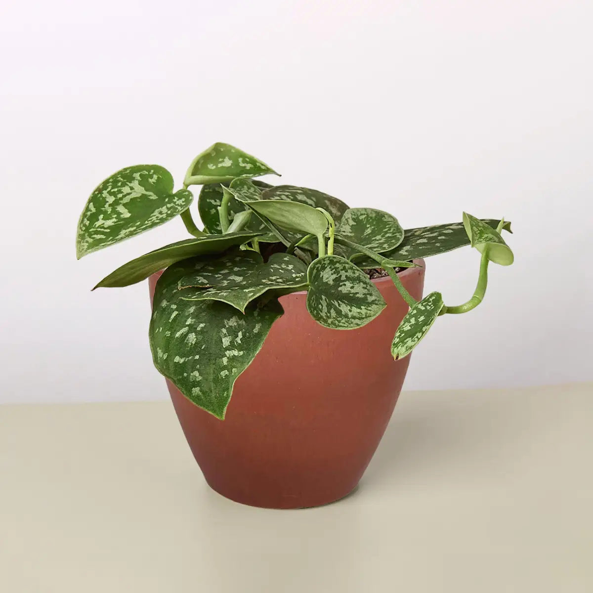 Pothos ’Satin’ Plant - House Plant Shop