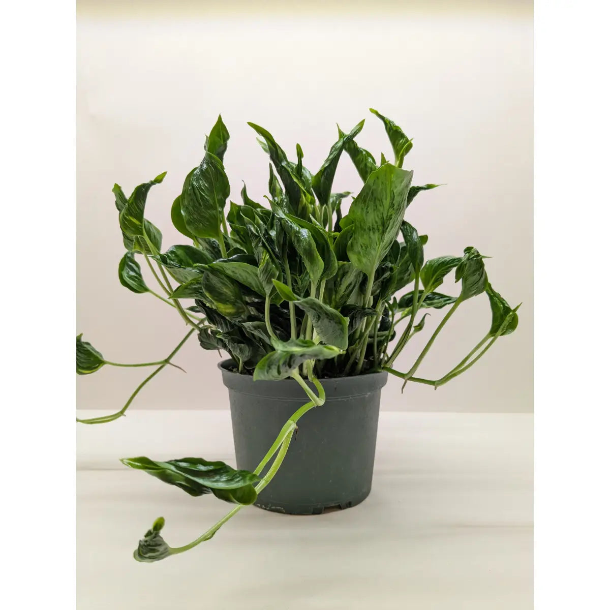 Pothos ’Shangri La’ - House Plant Shop