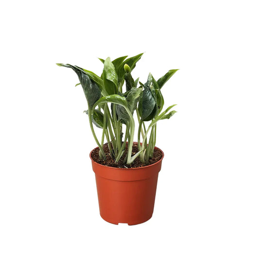 Pothos ’Shangri La’ - House Plant Shop