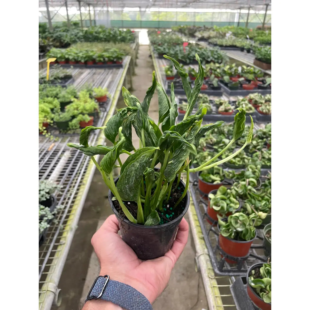 Pothos ’Shangri La’ - House Plant Shop