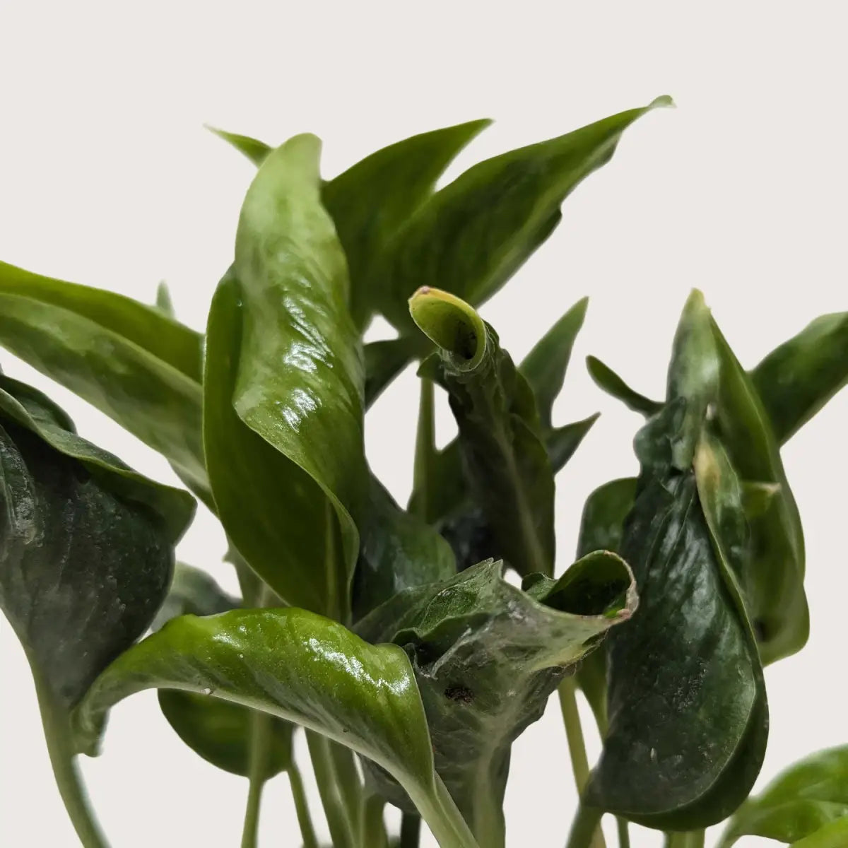 Pothos ’Shangri La’ - House Plant Shop