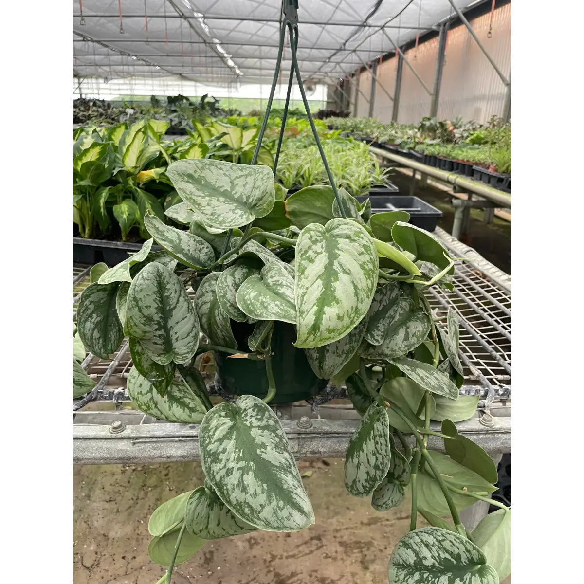 Pothos ’Silver Splash’ Plant - House Plant Shop