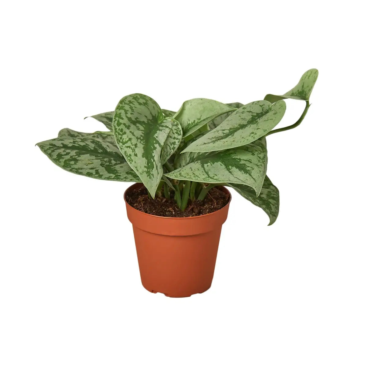 Pothos ’Silver Splash’ Plant - 4’’ Pot / Nursery - House Plant Shop