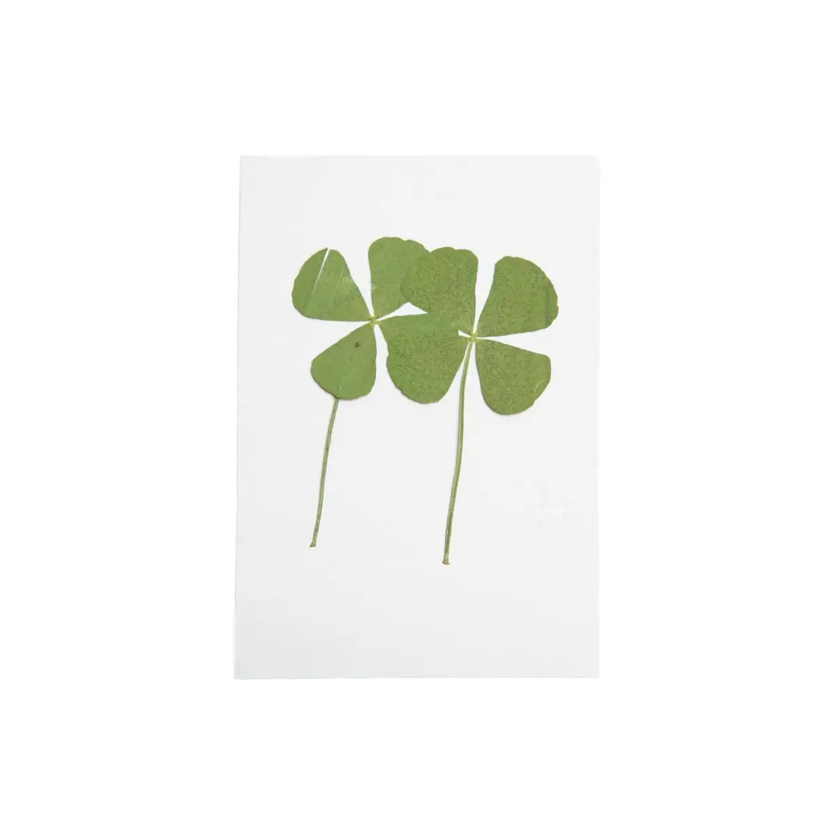Pressed Four Leaf Clovers - We are the Luckiest - Sugarboo &