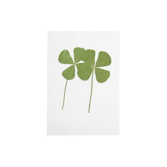 Pressed Four Leaf Clovers - We are the Luckiest - Sugarboo &