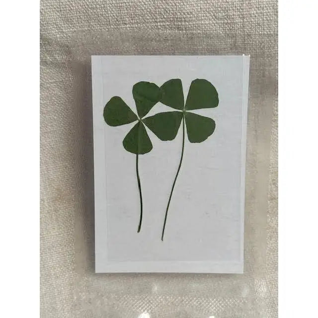 Pressed Four Leaf Clovers - We are the Luckiest - Sugarboo &