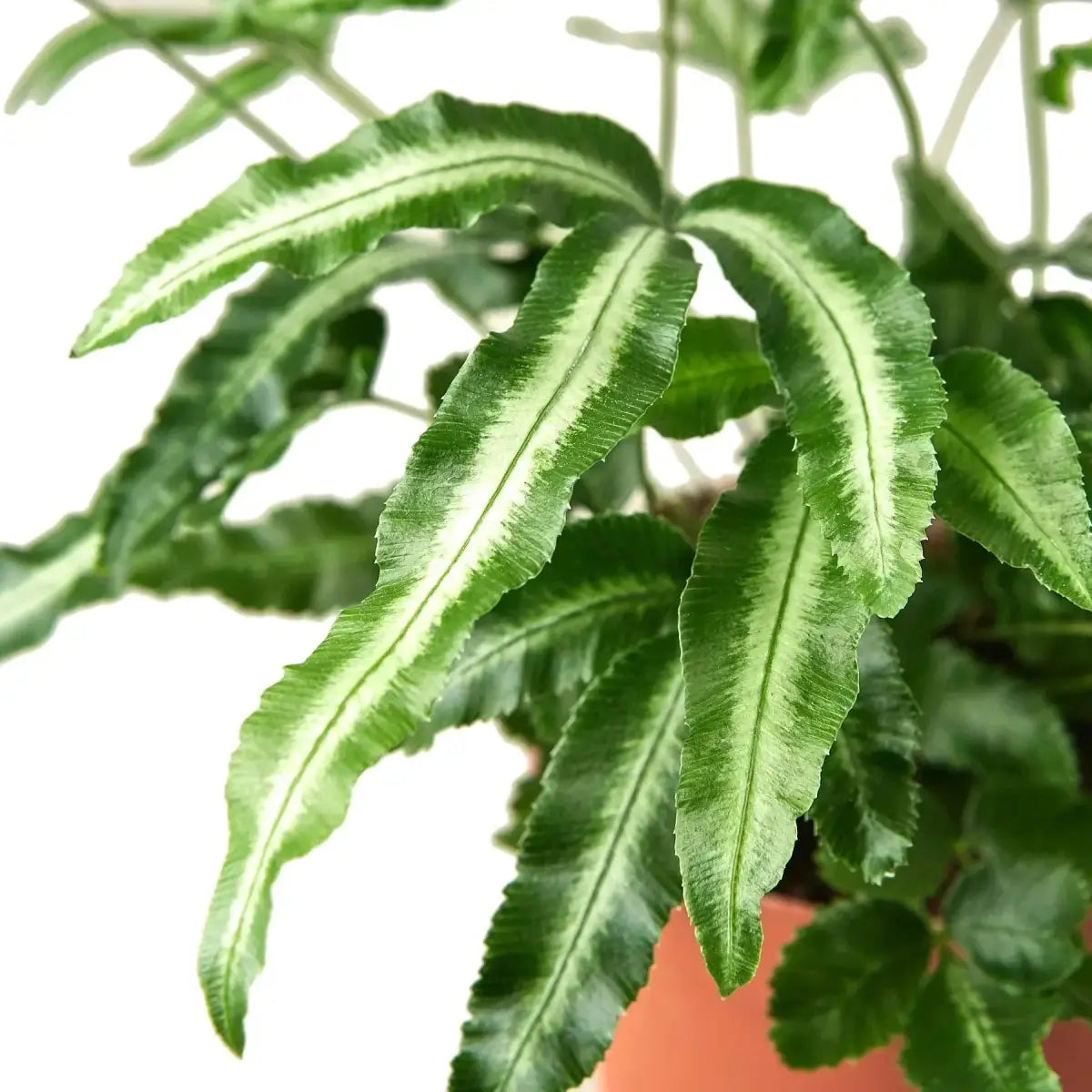 Pteris Cretica Plant - ’Albo Fern’ - 4’’ Pot - House Plant Shop