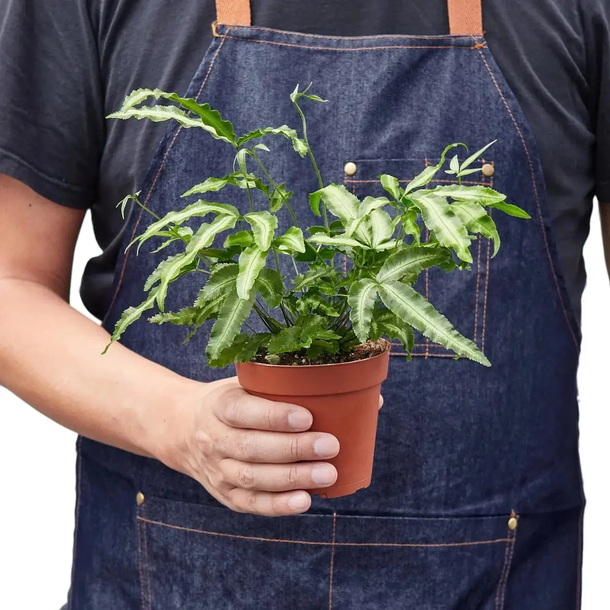 Pteris Cretica Plant - ’Albo Fern’ - House Plant Shop