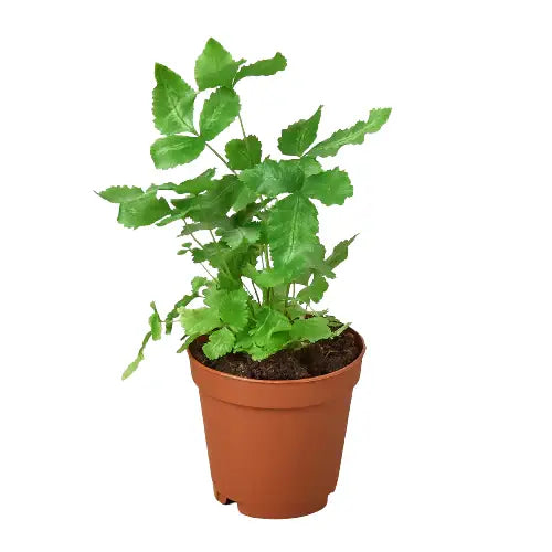 Pteris Cretica Plant - ’Albo Fern’ - House Plant Shop