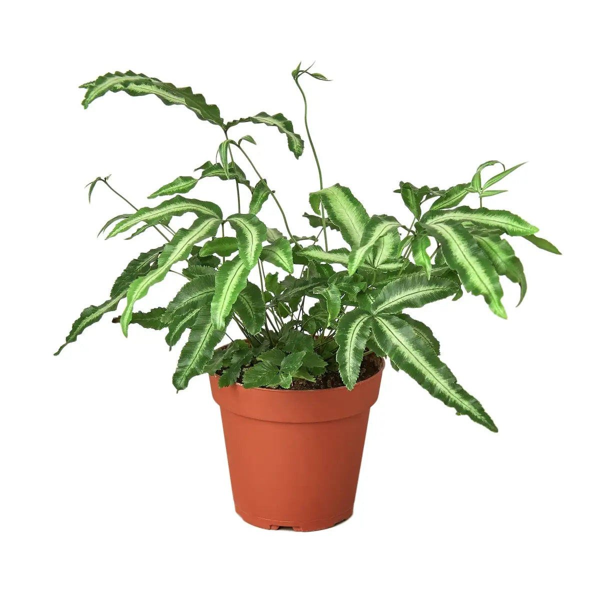 Pteris Cretica Plant - ’Albo Fern’ - House Plant Shop
