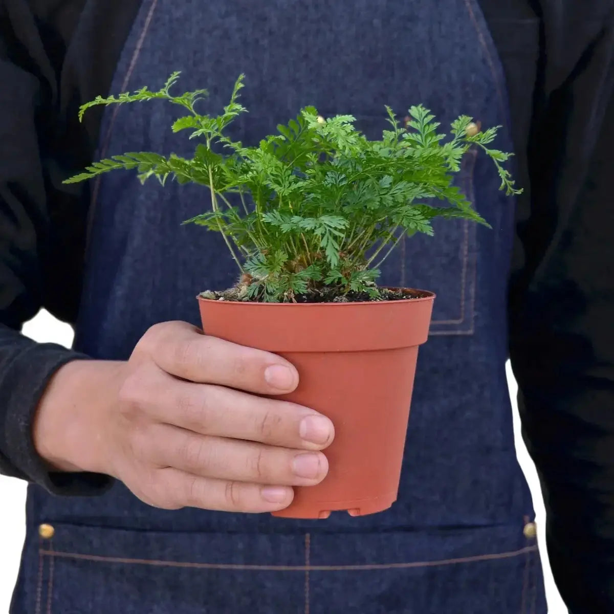 Rabbit’s Foot Fern Plant - House Plant Shop