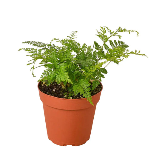 Rabbit’s Foot Fern Plant - House Plant Shop