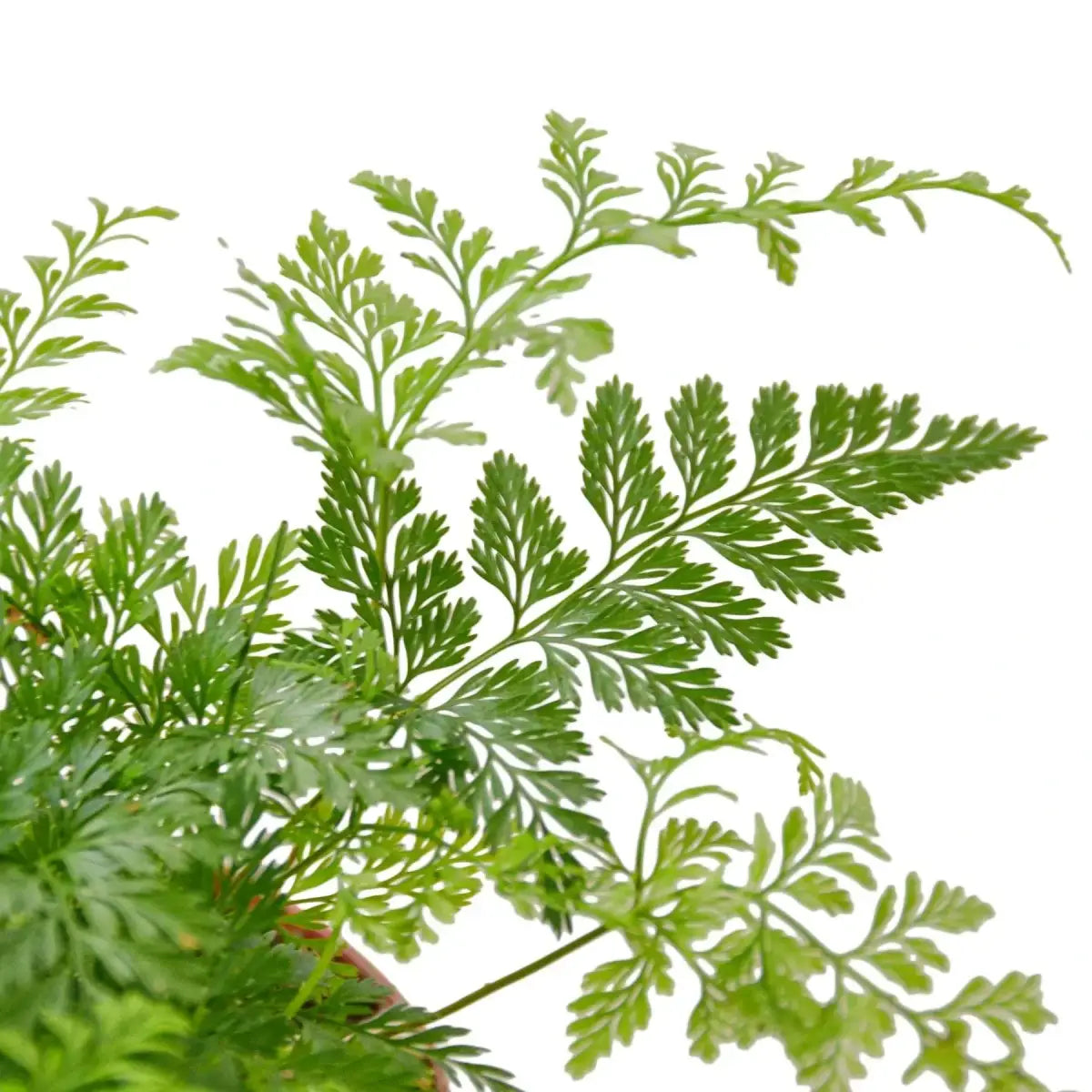Rabbit’s Foot Fern Plant - 4’’ Pot - House Plant Shop