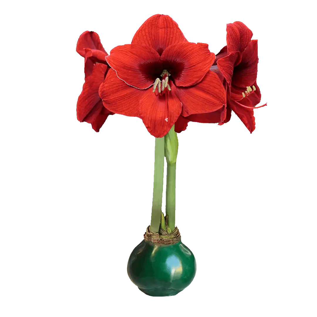 Red Amaryllis Bulb with Green Wax Base - Let ’Em Bloom