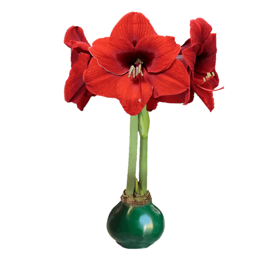 Red Amaryllis Bulb with Green Wax Base - Let ’Em Bloom
