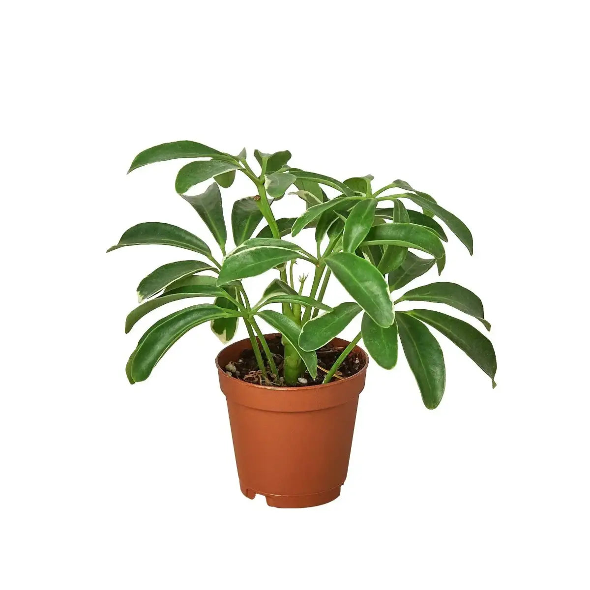 Schefflera Arboricola ’Umbrella’ Plant - House Plant Shop