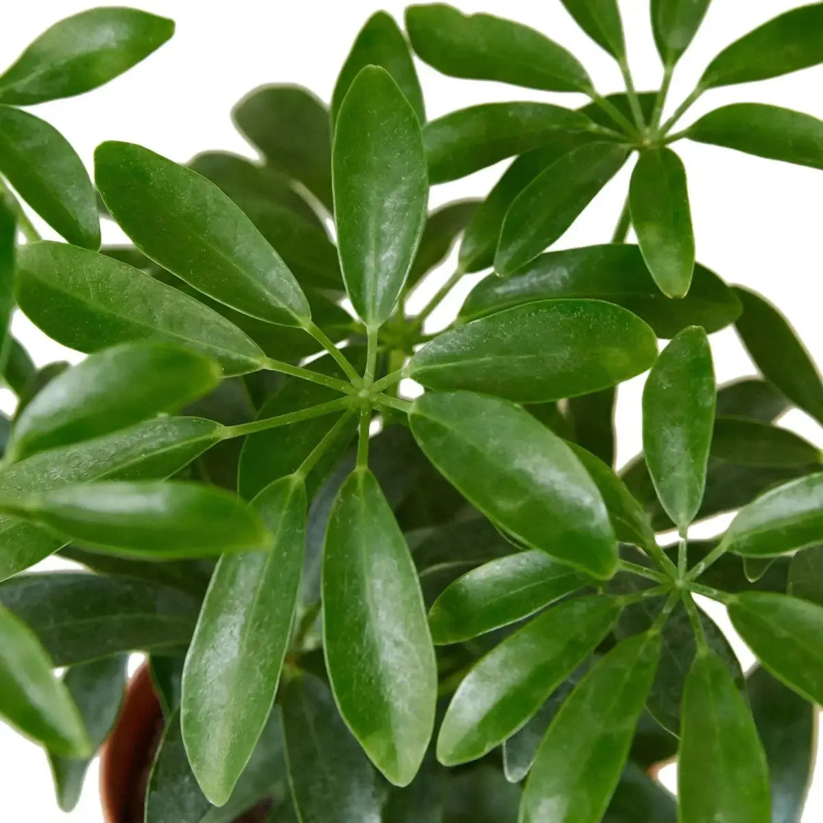 Schefflera Arboricola ’Umbrella’ Plant - 3’’ Pot / Nursery Pot - House Plant Shop