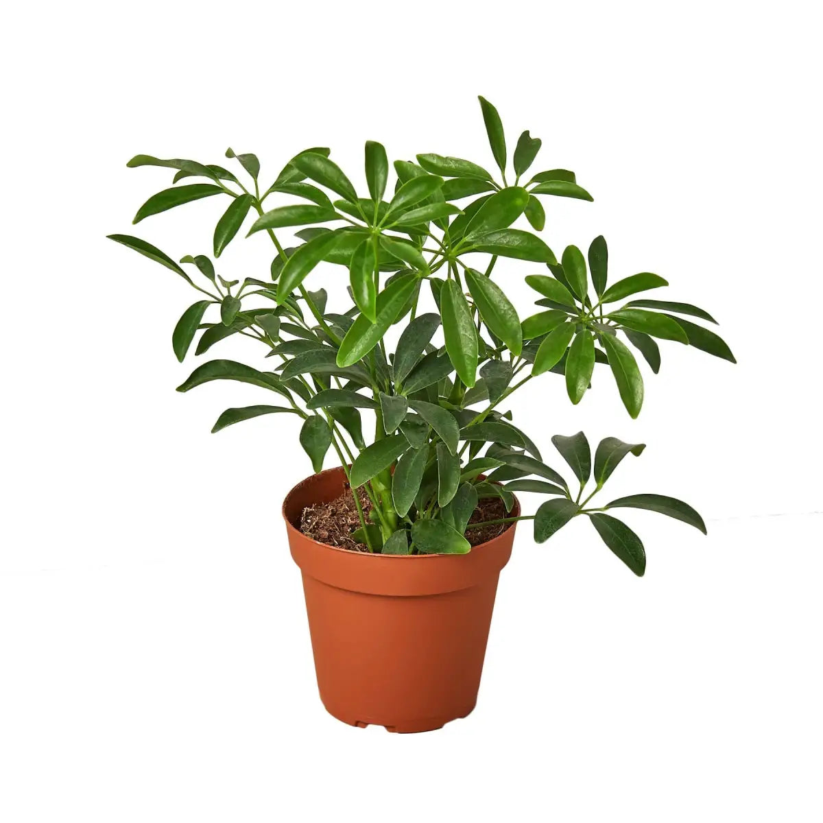 Schefflera Arboricola ’Umbrella’ Plant - House Plant Shop