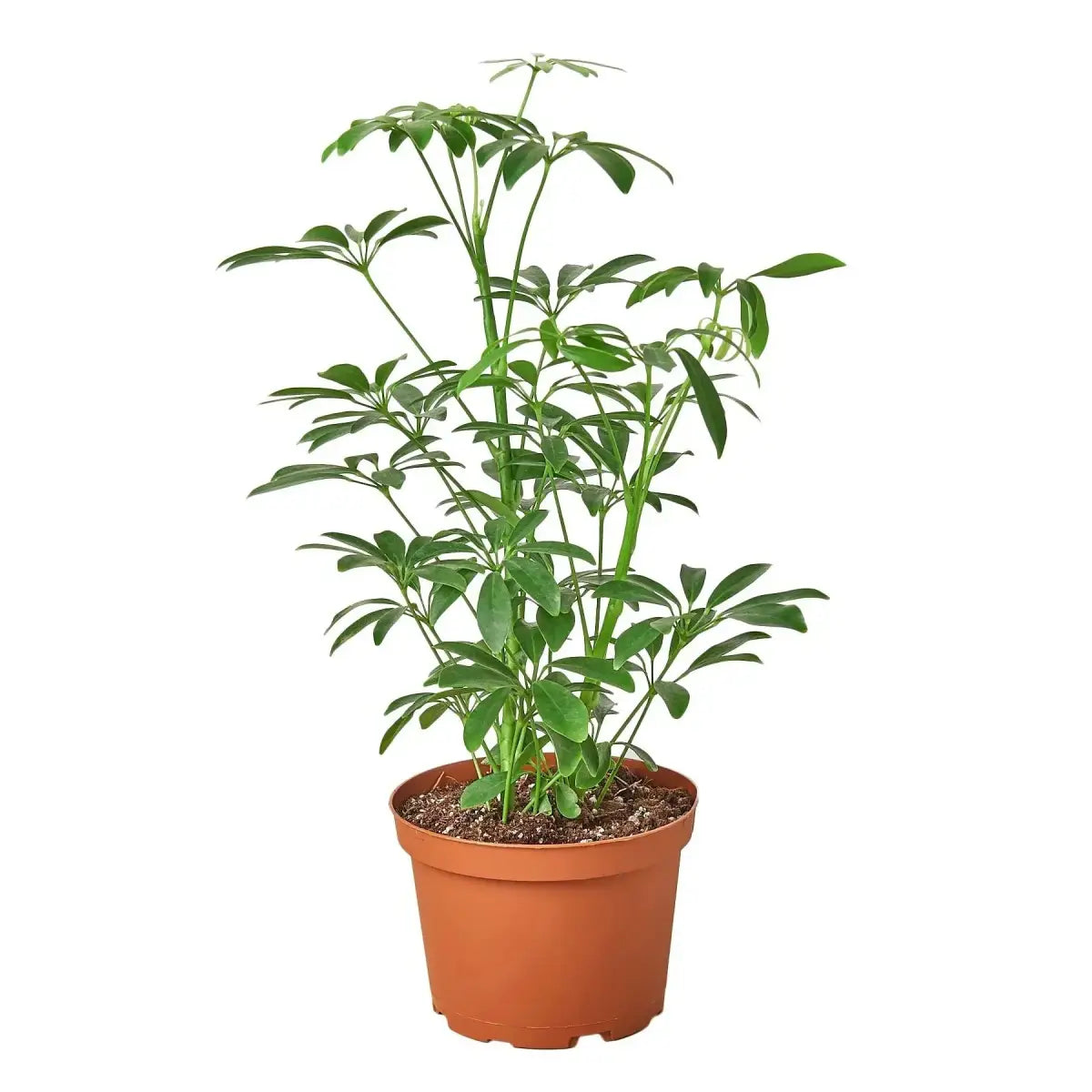Schefflera Arboricola ’Umbrella’ Plant - House Plant Shop
