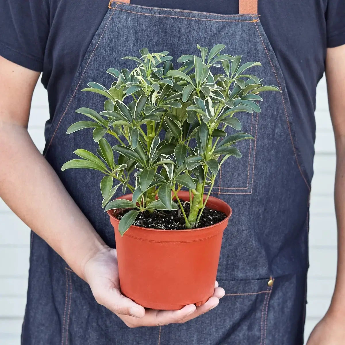 Umbrella Plant - Schefflera Moonlight - House Plant Shop