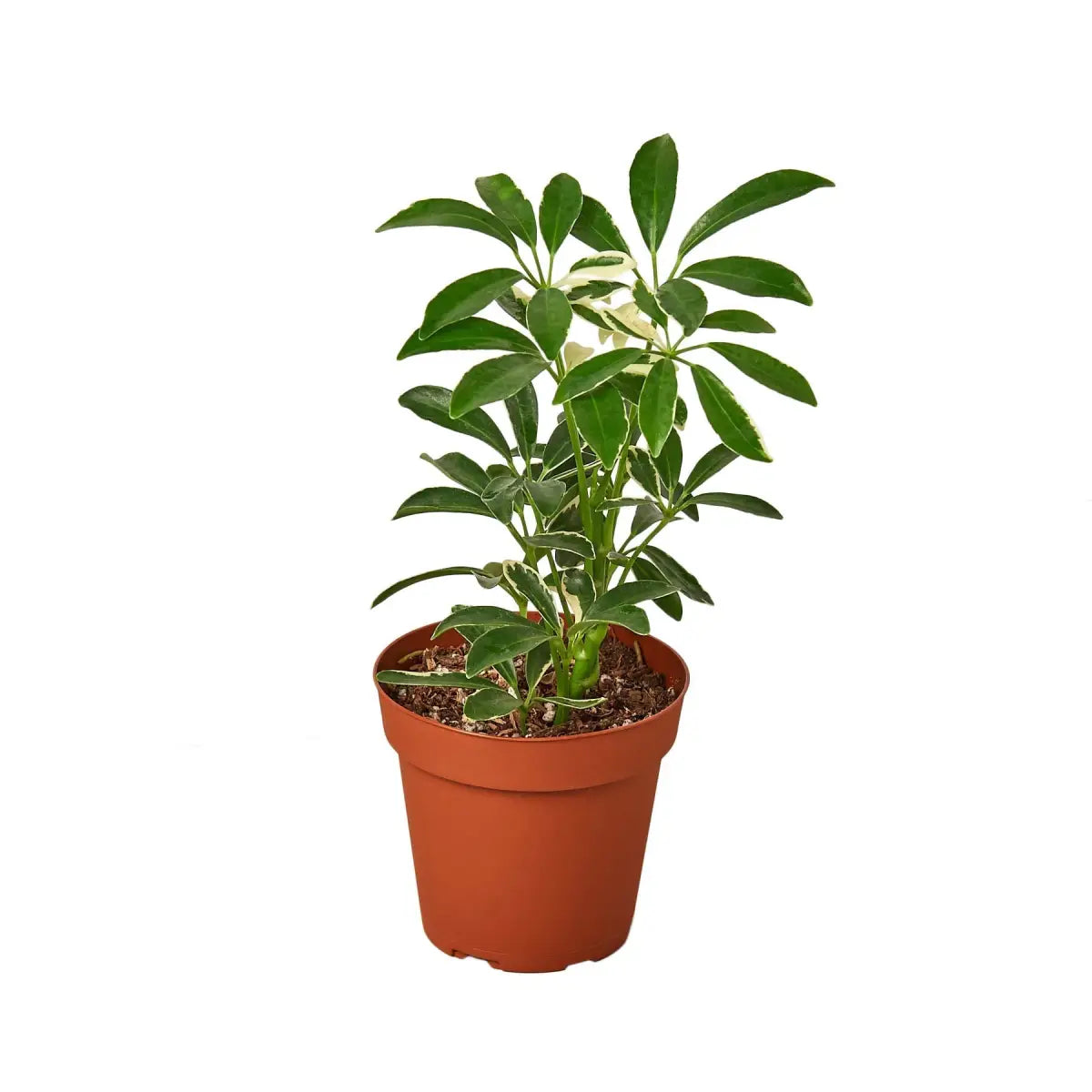 Umbrella Plant - Schefflera Moonlight - House Plant Shop