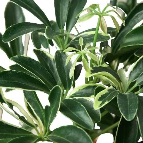 Umbrella Plant - Schefflera Moonlight - 4’’ Pot - House Plant Shop