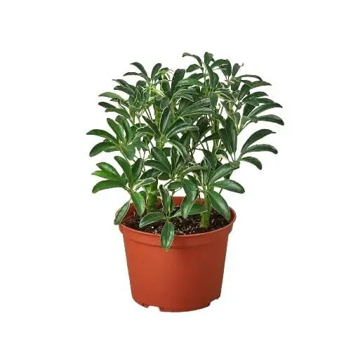 Umbrella Plant - Schefflera Moonlight - House Plant Shop