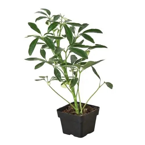 Umbrella Plant - Schefflera Moonlight - House Plant Shop