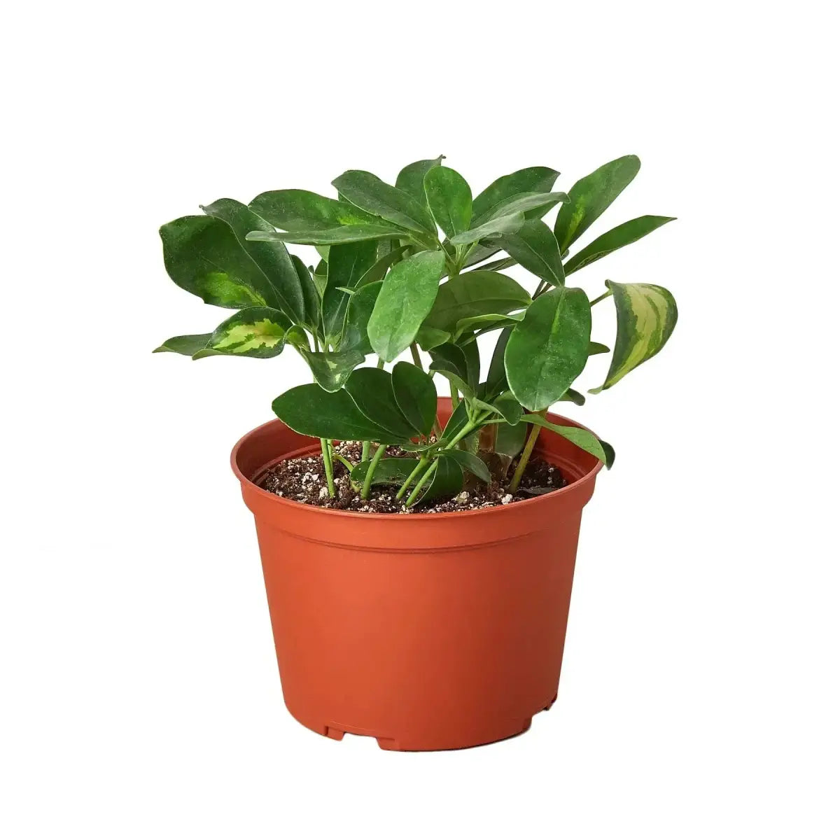 Schefflera Plant - Variegated - House Plant Shop