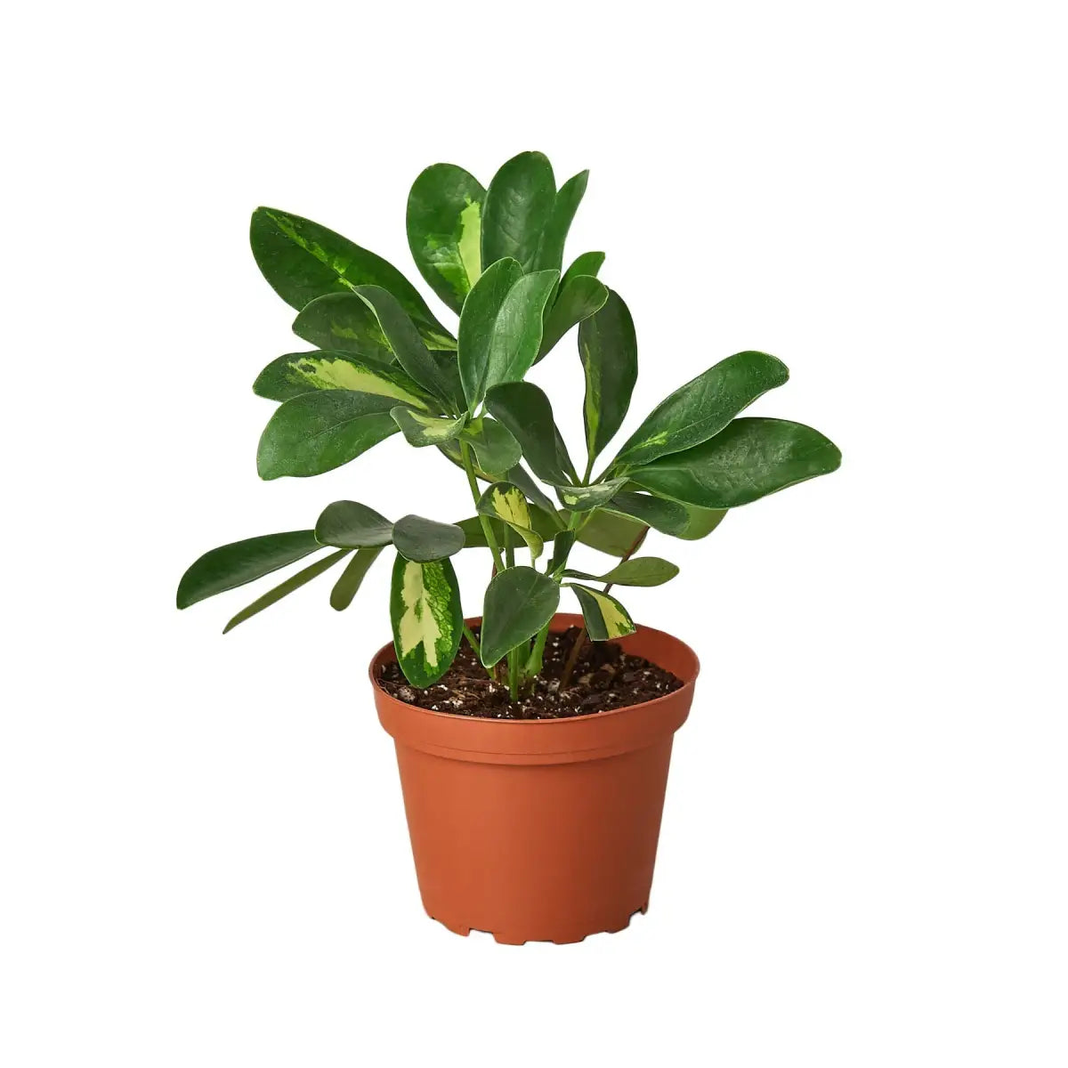 Schefflera Plant - Variegated - House Plant Shop