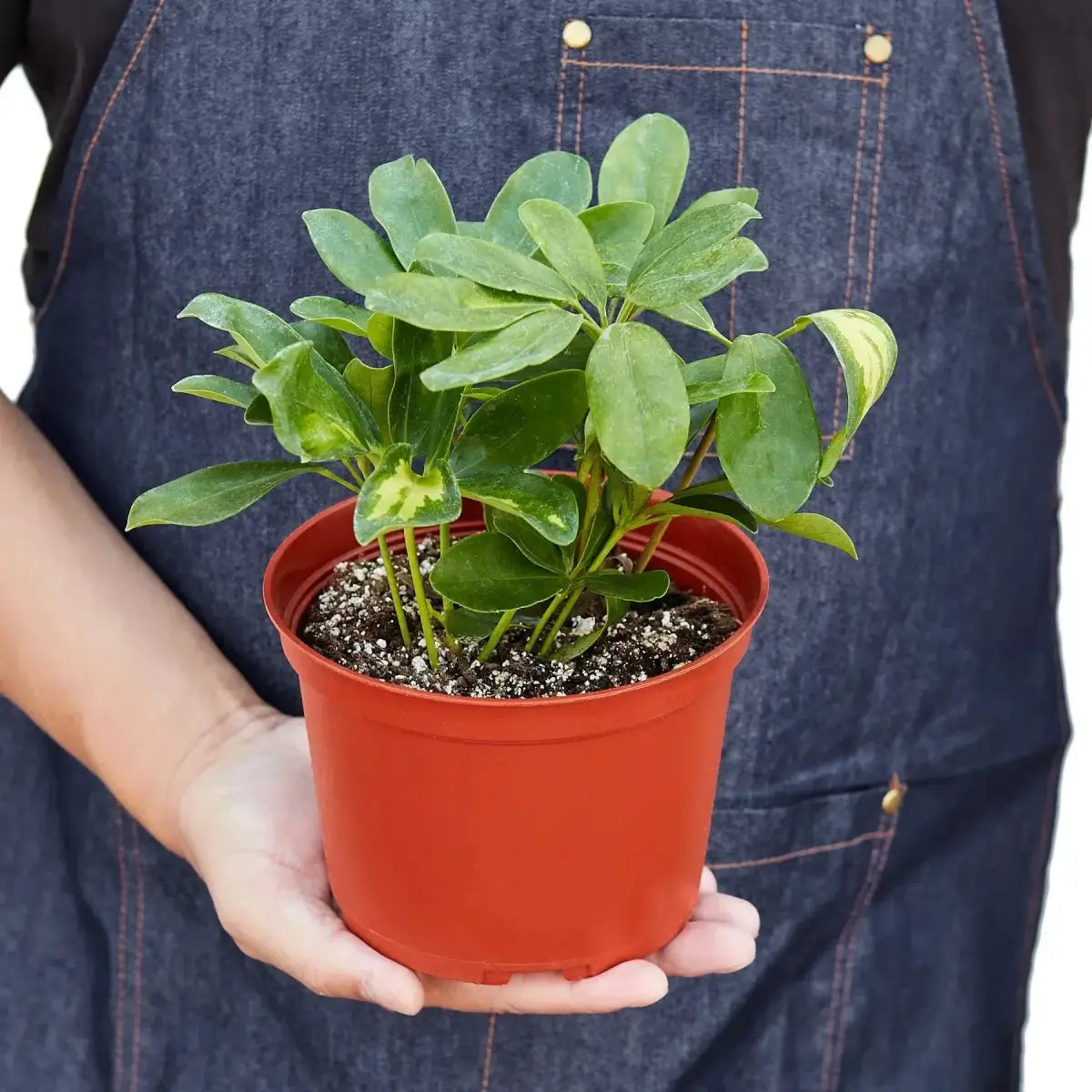 Schefflera Plant - Variegated - House Plant Shop