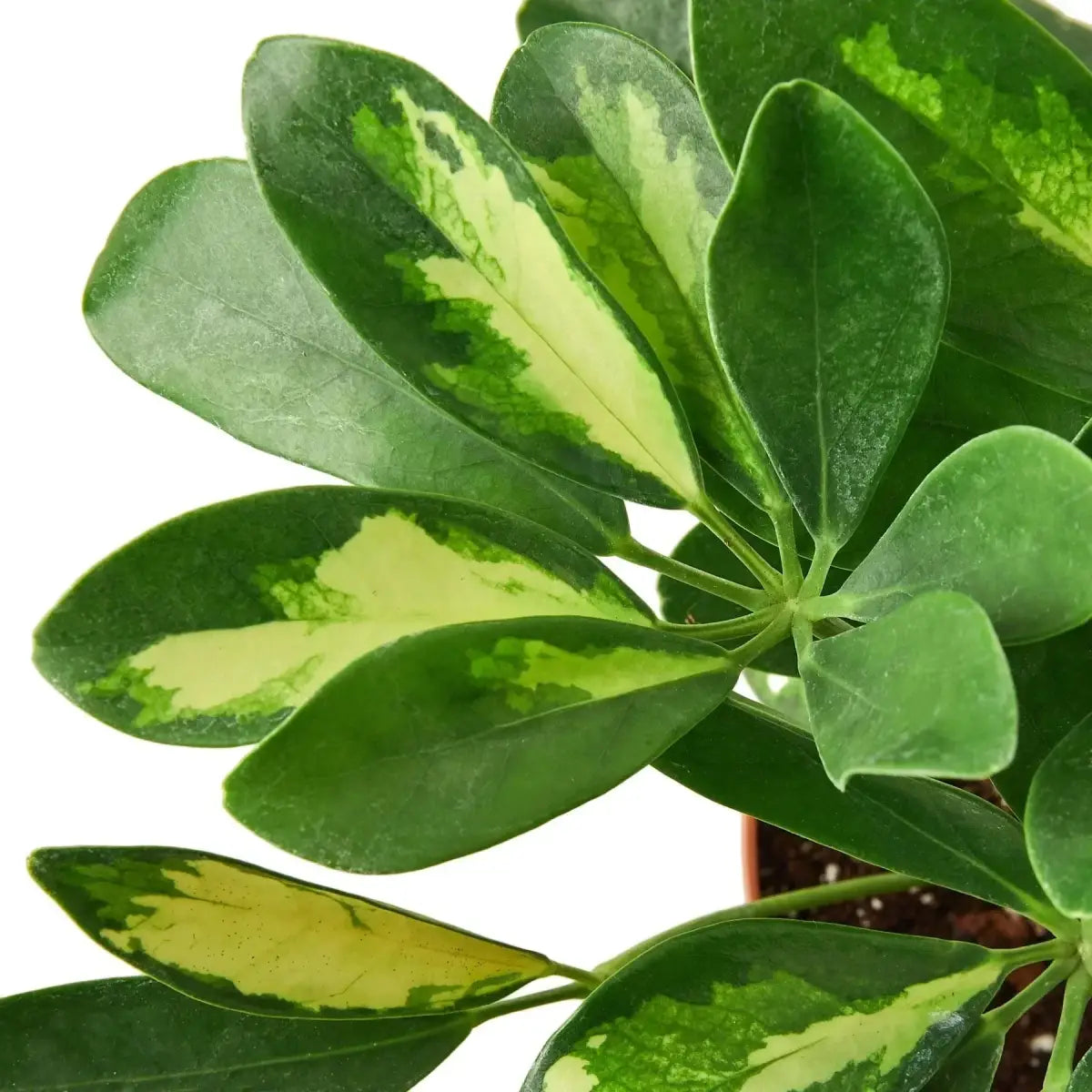 Schefflera Plant - Variegated - 4’’ Pot - House Plant Shop