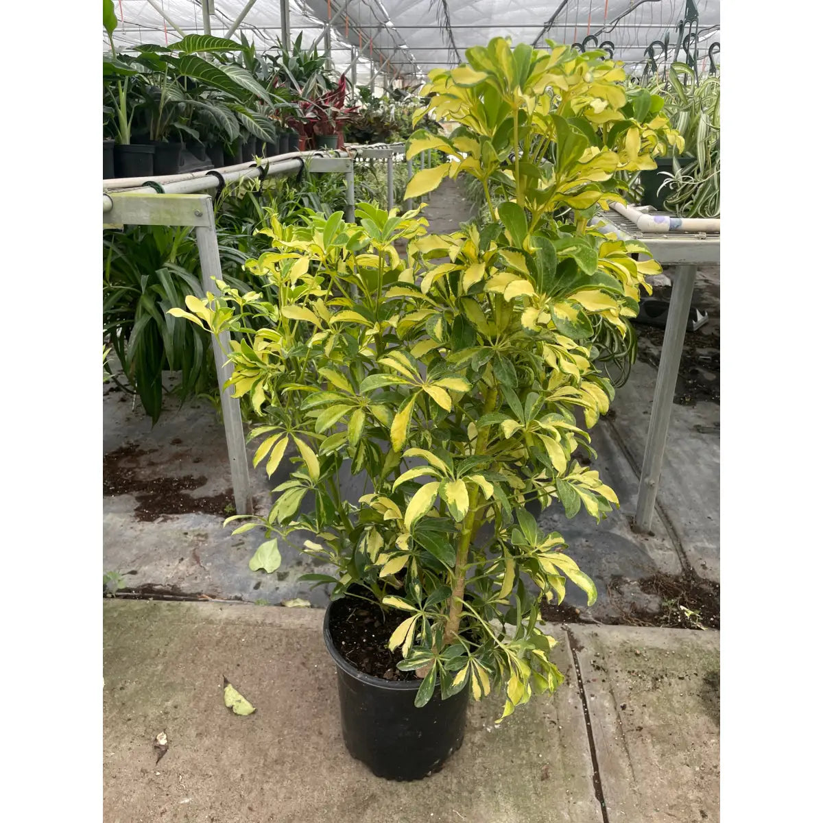 Schefflera Plant - Variegated - House Plant Shop