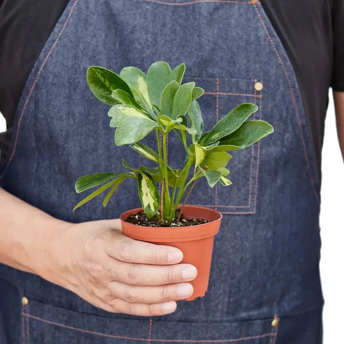 Schefflera Plant - Variegated - House Plant Shop