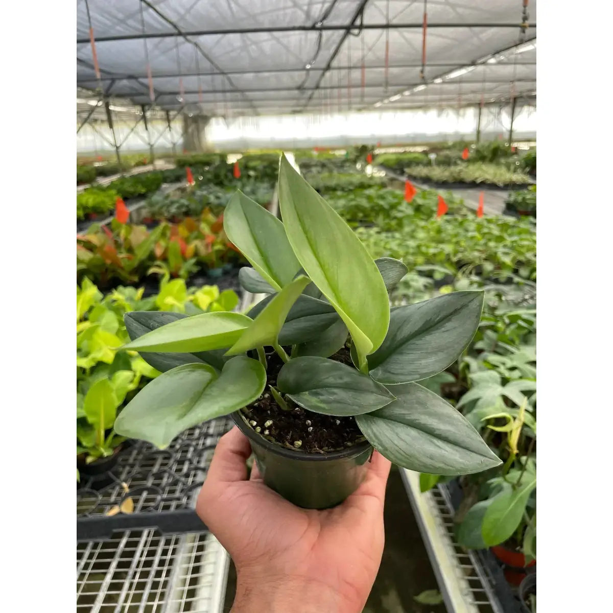 Scindapsus ’Moonlight’ Plant - House Plant Shop