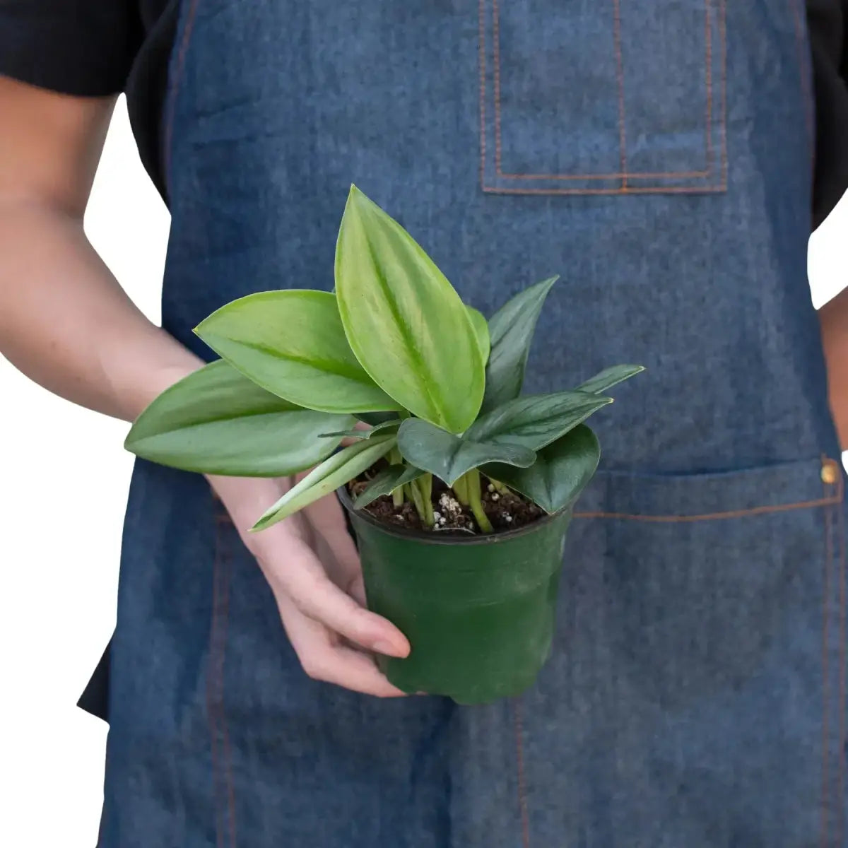Scindapsus ’Moonlight’ Plant - House Plant Shop