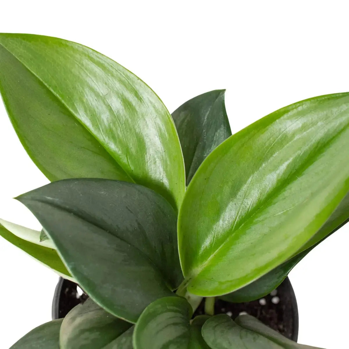 Scindapsus ’Moonlight’ Plant - 4’’ Pot - House Plant Shop