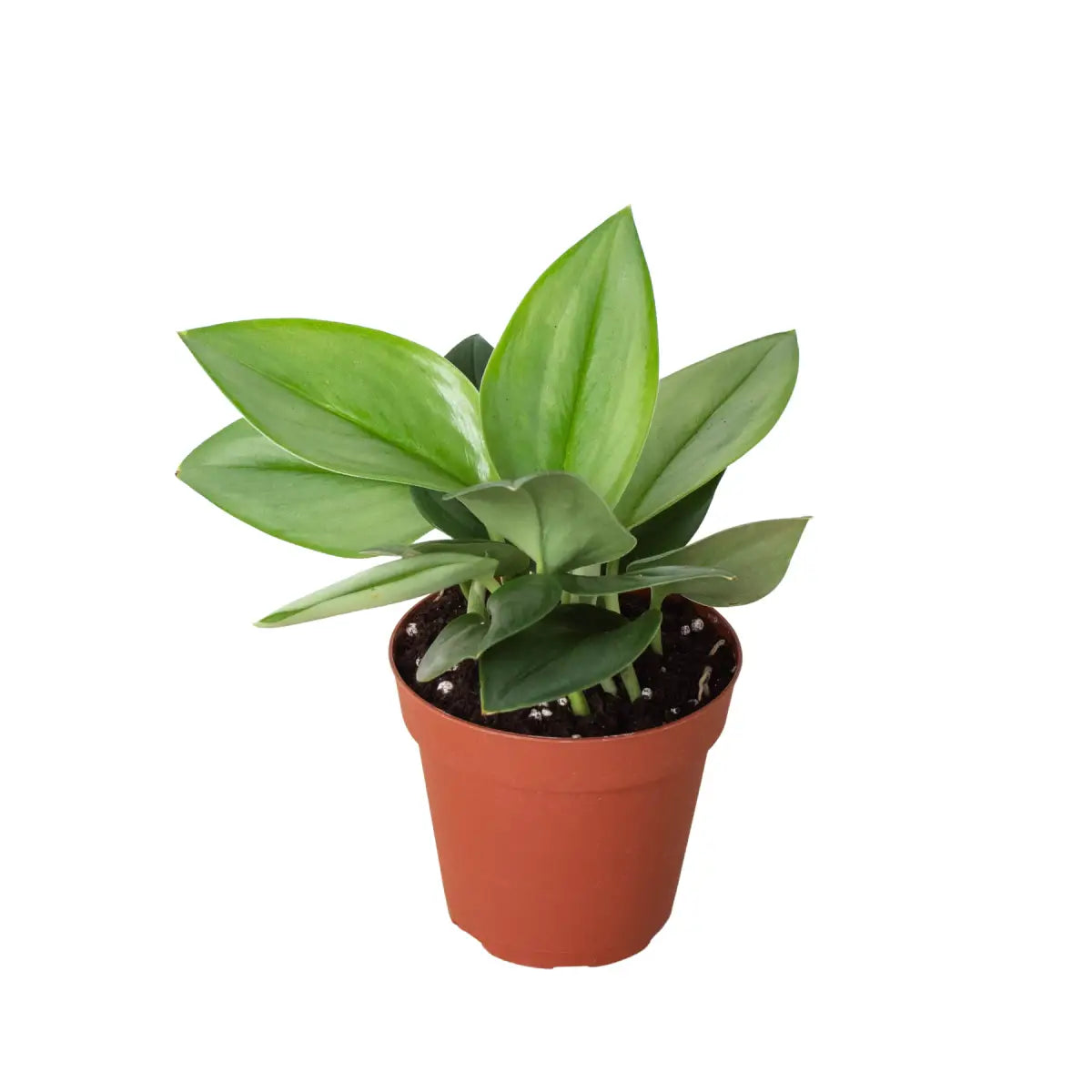 Scindapsus ’Moonlight’ Plant - House Plant Shop