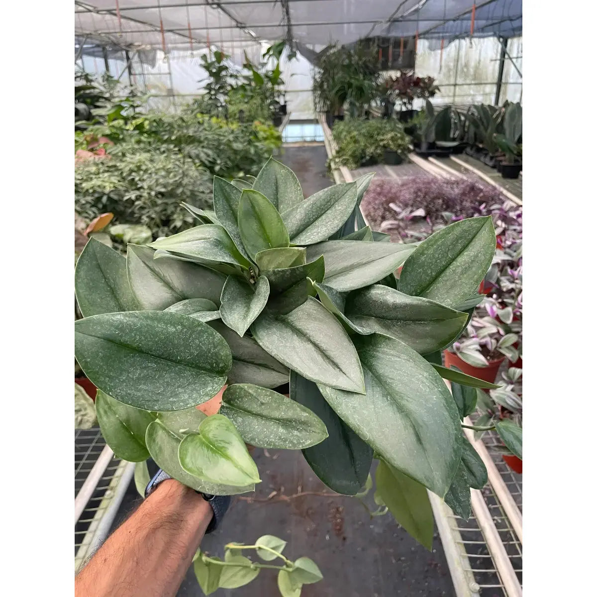 Scindapsus ’Moonlight’ Plant - House Plant Shop