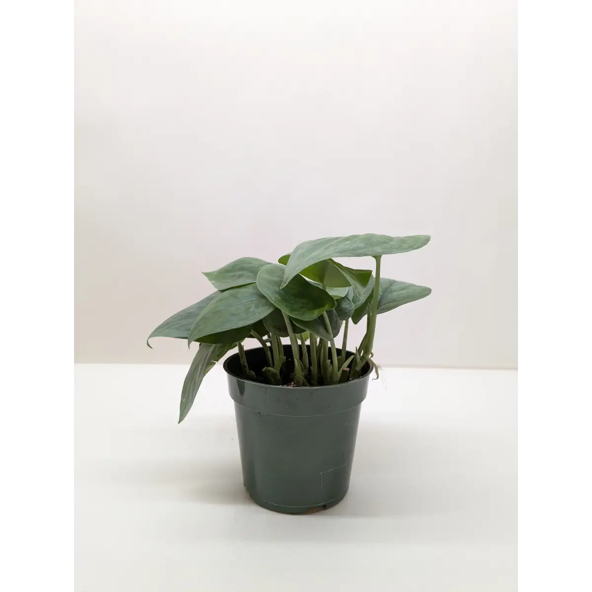 Scindapsus Platinum Java - House Plant Shop