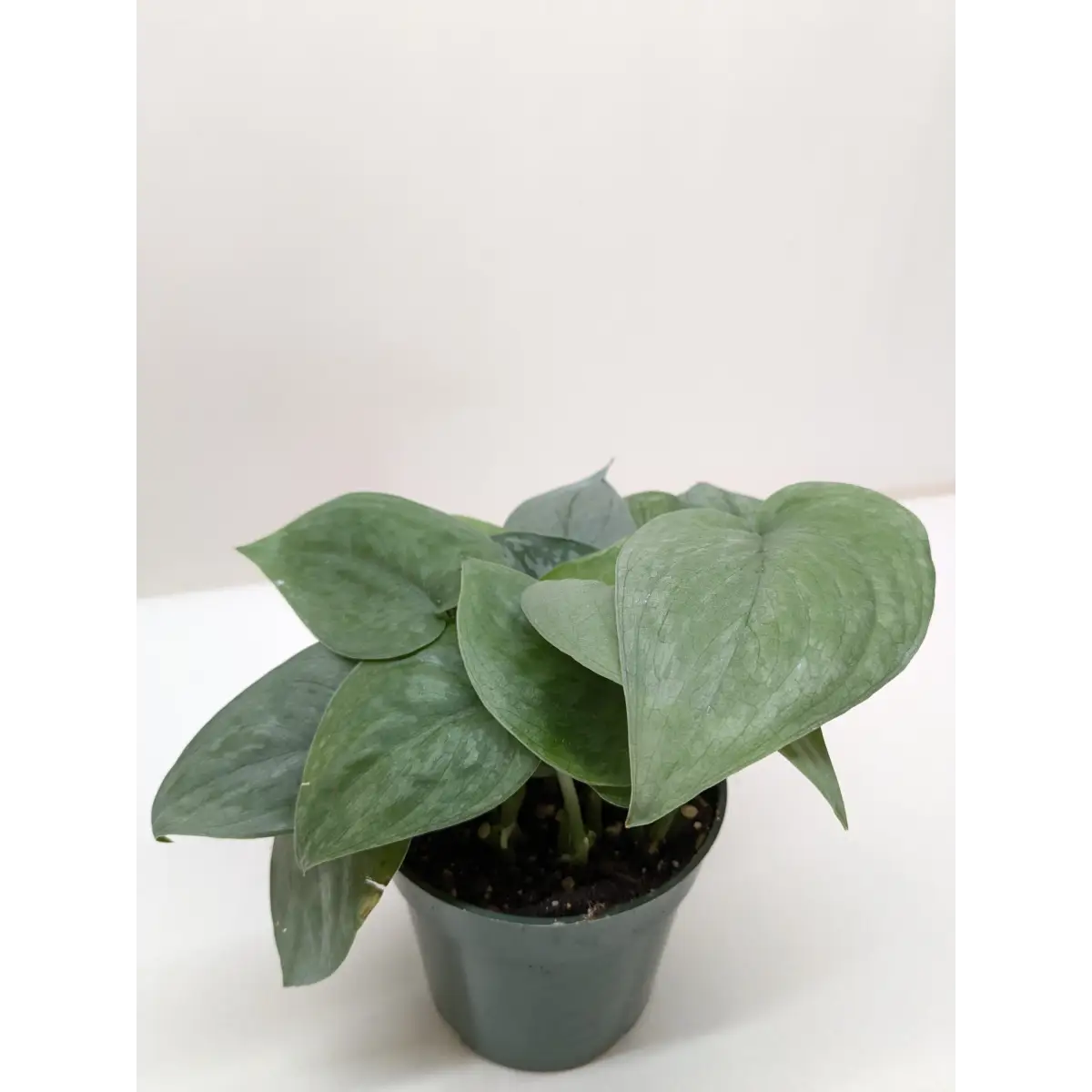 Scindapsus Platinum Java - House Plant Shop