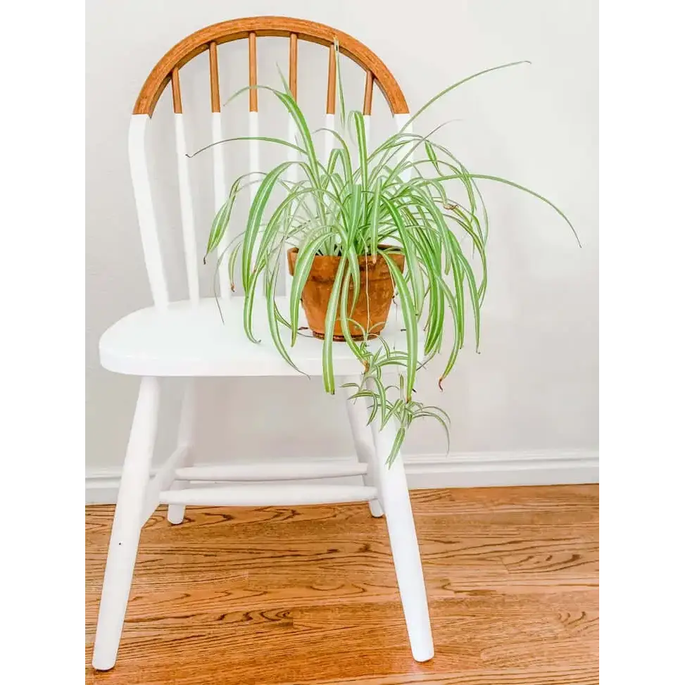 Simply White - MudPaint Clay Furniture Paint - MudPaint