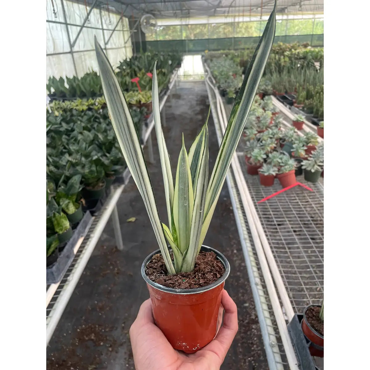 Snake ’Bantel’s Sensation’ - House Plant Shop